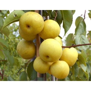 Ázijská hruška (Pyrus pyrifolia) ´SHINSEIKI´, výška: 140-160 cm, voľnokorenná